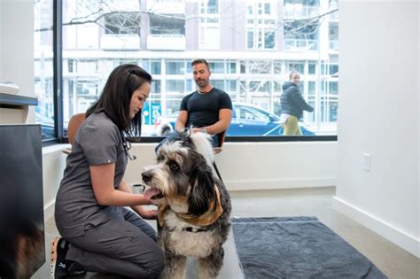 soma pet hospital|soma animal clinic.